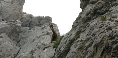 Chamois au Pecloz. Massif des Bauges