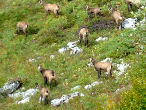 Chamois lors d'une randonnée au Trelod. Massif des bauges.