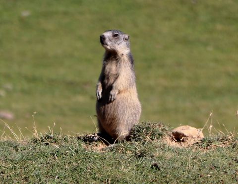 Marmotte en vigile sur le plateau d'Emparis